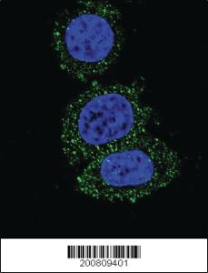 Anti-AKT2 Mouse Monoclonal Antibody