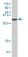 Anti-MYO3A Mouse Polyclonal Antibody