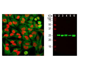 Left: HMGB1 detection in HeLa cells by ICC. Cells were stained with mouse antibody to HMGB1 (red), and rabbit antibody to GAPDH (green). Right: Western blot analysis of HMGB1 expression in cell lysates.