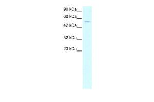 Anti-EVX1 Rabbit Polyclonal Antibody