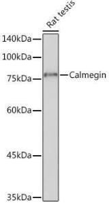 Western blot analysis of extracts of Rat testis, using Anti-Calmegin Antibody [ARC2213] (A305872) at 1:1,000 dilution. The secondary antibody was Goat Anti-Rabbit IgG H&L Antibody (HRP) at 1:10,000 dilution.