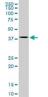 Anti-MAPK14 Mouse Polyclonal Antibody