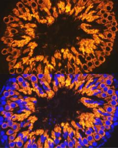 Immunofluorescence analysis of rat testis cells using Anti-Calmegin Antibody [ARC2213] (A305872) at a dilution of 1:100 (40x lens). DAPI was used to stain the cell nuclei (blue).