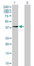 Anti-MAPK14 Mouse Polyclonal Antibody