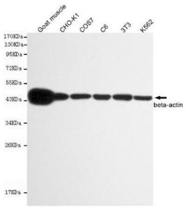 Anti-ACTB Mouse Monoclonal Antibody [clone: 13k1]