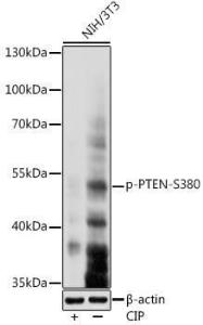 Western blot analysis of extracts of NIH/3T3 cells, using Anti-PTEN (phospho Ser380) Antibody (A308589) at 1:1000 dilution