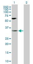 Anti-MAPK14 Rabbit Polyclonal Antibody