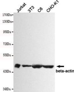 Anti-ACTB Mouse Monoclonal Antibody [clone: 13k2]