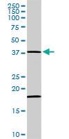 Anti-MAPK14 Rabbit Polyclonal Antibody