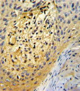 Anti-Osteonectin Rabbit Polyclonal Antibody