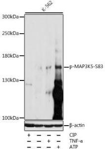 Western blot analysis of extracts of various cell lines, using Anti-ASK1 (phospho Ser83) Antibody (A10879) at 1:1,000 dilution