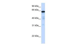 Anti-FOXN4 Rabbit Polyclonal Antibody