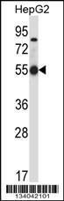 Anti-OCLN Rabbit Polyclonal Antibody