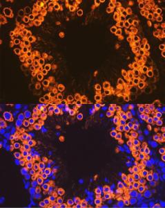 Immunofluorescence analysis of mouse testis cells using Anti-Calmegin Antibody [ARC2213] (A305872) at a dilution of 1:100 (40x lens). DAPI was used to stain the cell nuclei (blue).