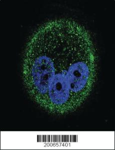 Anti-MAPK15 Mouse Monoclonal Antibody