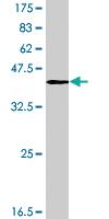 Anti-FABP7 Mouse Polyclonal Antibody