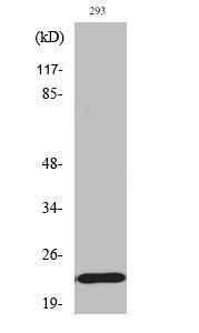 Western blot analysis of various cells using Anti-BAD (phospho Ser155) Antibody