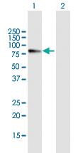 Anti-MYB Mouse Polyclonal Antibody