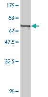 Anti-CALR Mouse Monoclonal Antibody [clone: 1G11-1A9]