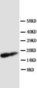 Anti-IFITM1 Rabbit Polyclonal Antibody