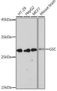 Antibody A307590-100 100 µl