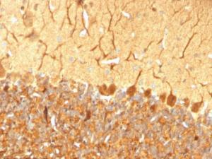 Immunohistochemical analysis of formalin-fixed, paraffin-embedded rat cerebellum using Anti-PGP9.5 Antibody [SPM574]