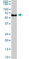 Anti-ZBTB32 Goat Polyclonal Antibody