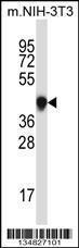 Anti-MAPK3 Rabbit Polyclonal Antibody (AP (Alkaline Phosphatase))