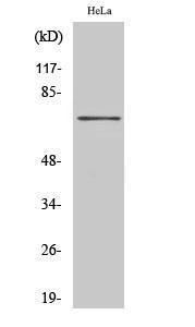 Antibody anti-HKR1 100 µg