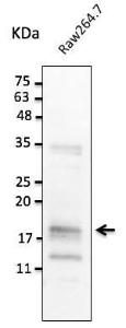 Raw.264.7 cell lysate detected with Anti-TNF alpha Antibody at a 1:2,500 dilution. Lysate at 100 µg and rabbit anti-goat IgG antibody (HRP) at a 1:10,000 dilution