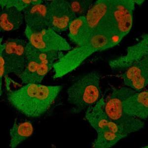 Immunofluorescent analysis of T98G cells stained with Anti-PGP9.5 Antibody [SPM574] followed by Goat Anti-Mouse IgG (CF&#174; 488) (Green). The nuclear counterstain is NucSpot (Red).