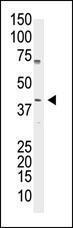 Anti-POU5F1 Rabbit Polyclonal Antibody (Biotin)