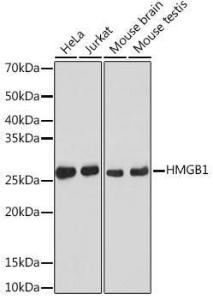 Anti-HMGB1 Rabbit Monoclonal Antibody [clone: ARC0001]