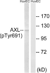 Western blot analysis of lysates from HUVEC cells treated with EGF 200 ng/ml 15' using Anti-AXL (phospho Tyr691) Antibody. The right hand lane represents a negative control, where the antibody is blocked by the immunising peptide