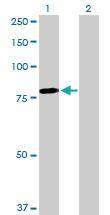 Anti-MYB Mouse Polyclonal Antibody