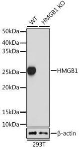 Anti-HMGB1 Rabbit Monoclonal Antibody [clone: ARC0001]