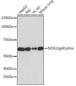 Western blot analysis of extracts of various cell lines, using Anti-NOX2 / gp91phox Antibody [ARC0181] (A305874) at 1:1,000 dilution. The secondary antibody was Goat Anti-Rabbit IgG H&L Antibody (HRP) at 1:10,000 dilution.