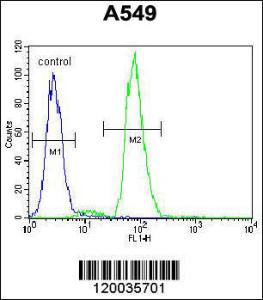 Anti-RAD17 Rabbit Polyclonal Antibody