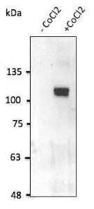 HT1080 cells, with and without the presence of CoCl2, detected with Anti-HIF-1 alpha Antibody at a 1:2,500 dilution. Lysates at 100µg per lane and rabbit anti-goat IgG antibody (HRP) at a 1:10,000 dilution.