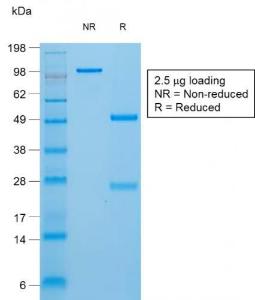 Antibody A253292-100 100 µg