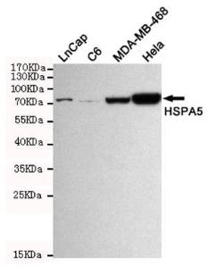 Anti-HSPA5 Mouse Monoclonal Antibody [clone: 13k17]