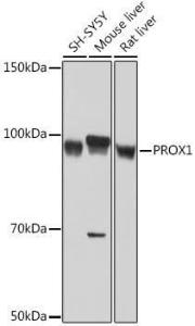 Western blot analysis of extracts of various cell lines, using Anti-PROX1 Antibody [ARC1391] (A307592) at 1:1,000 dilution