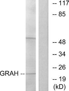 Western blot analysis of lysates from K562 cells using Anti-GRAH Antibody The right hand lane represents a negative control, where the antibody is blocked by the immunising peptide