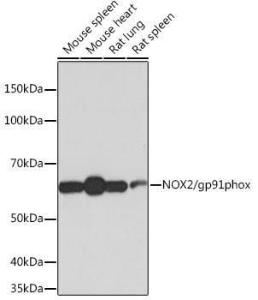 Western blot analysis of extracts of various cell lines, using Anti-NOX2 / gp91phox Antibody [ARC0181] (A305874) at 1:1,000 dilution. The secondary antibody was Goat Anti-Rabbit IgG H&L Antibody (HRP) at 1:10,000 dilution.