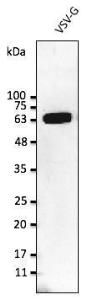 293 cells, transfected with VSV-G, detected with Anti-VSV-G Tag Antibody at a 1:2,500 dilution. Rabbit anti-goat IgG antibody (HRP) was used at a 1:10,000 dilution