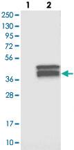 Anti-FAM118A Rabbit Polyclonal Antibody