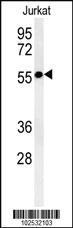 Anti-ZFP37 Mouse Monoclonal Antibody