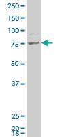 Anti-EIF4ENIF1 Mouse Polyclonal Antibody