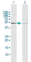 Anti-NR2F2 Rabbit Polyclonal Antibody