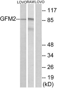 Western blot analysis of lysates from LOVO and RAW2647 cells using Anti-GFM2 Antibody The right hand lane represents a negative control, where the antibody is blocked by the immunising peptide